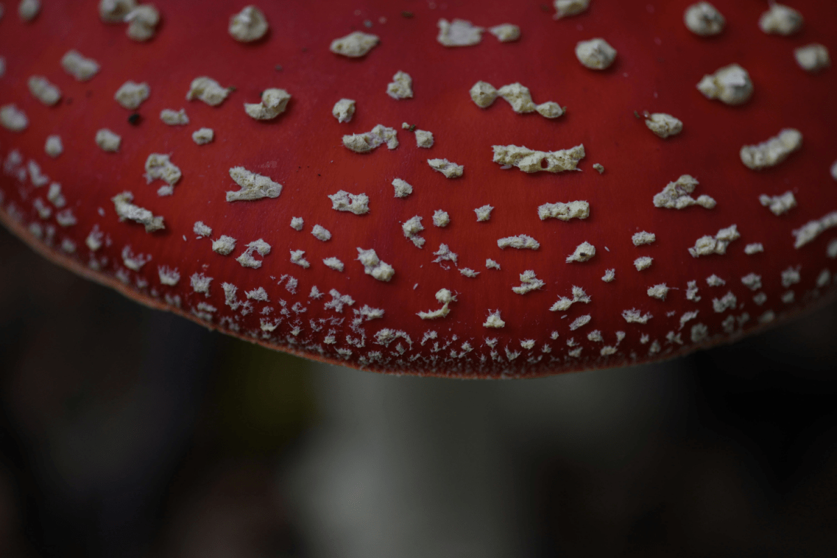 Fliegenpilz essen – tödlich oder essbar? - Was ist dran? - MODERNmind | Psychedelics & Retreats für dein Wohlbefinden