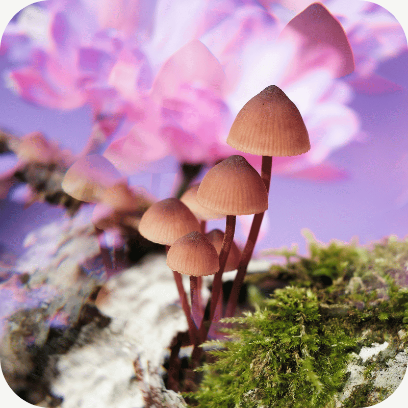 4-PrO-MET Psilocybin Derivat bei modernmind kaufen