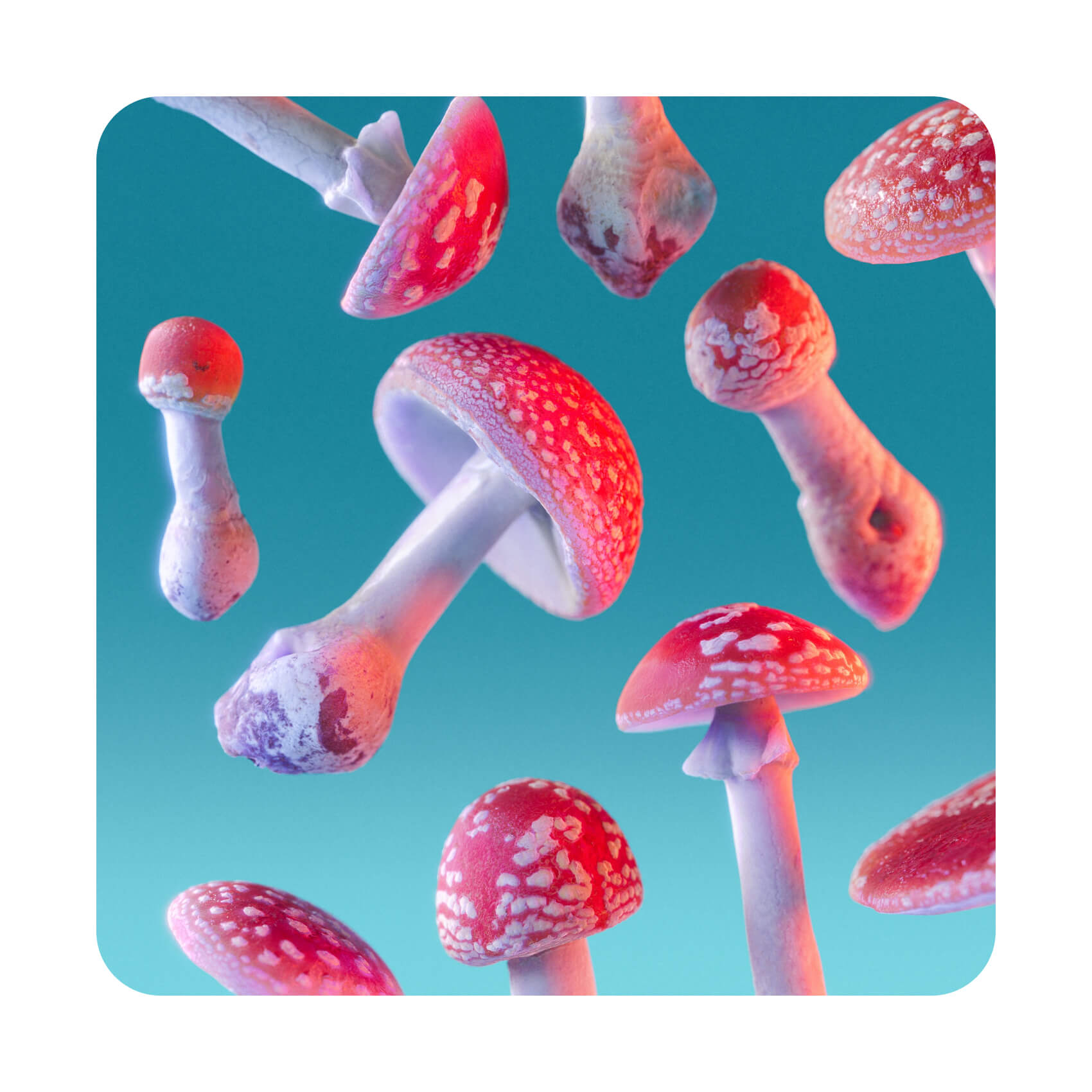 Psychedelic Fliegenpilz kaufen