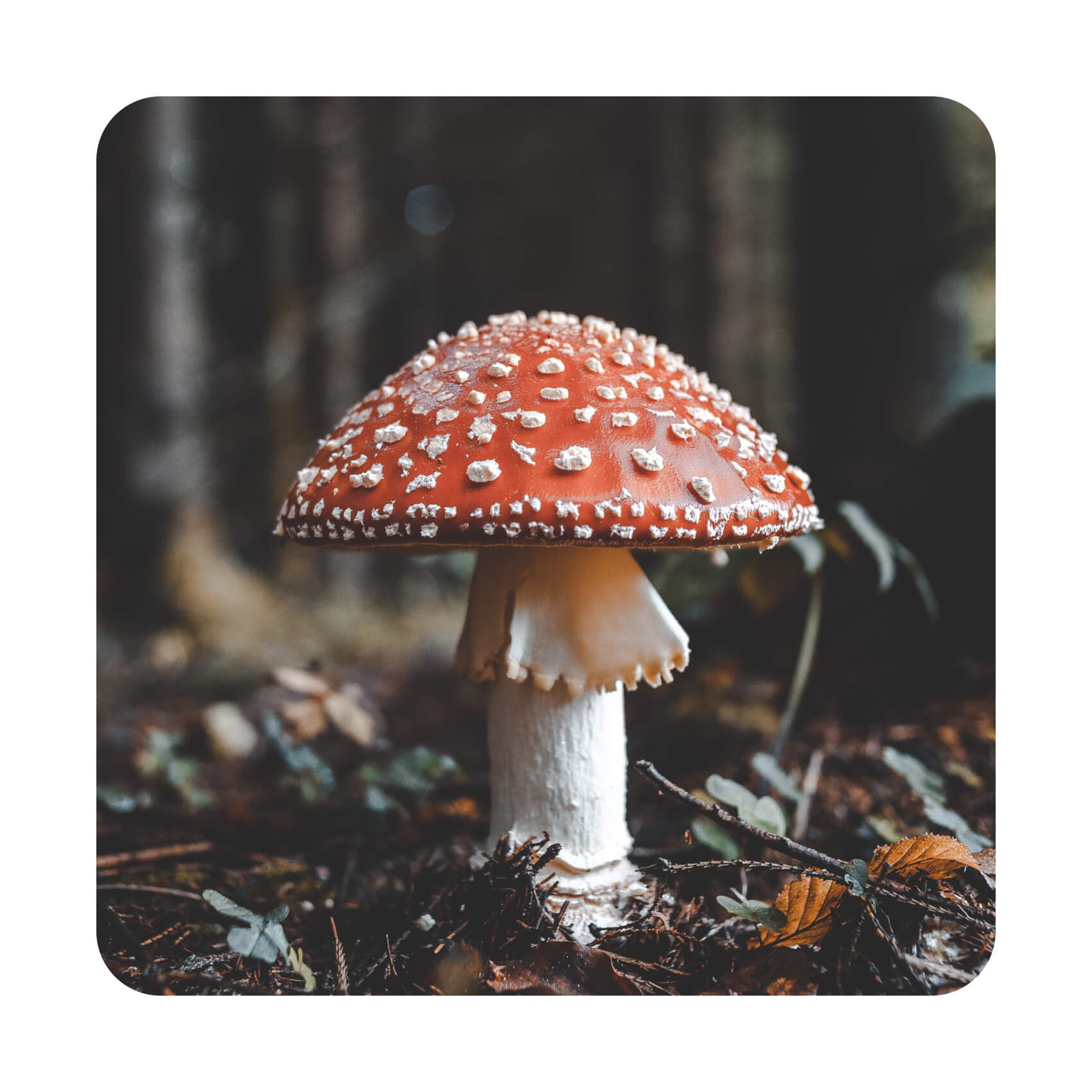 MODERNmind Fliegenpilz kaufen