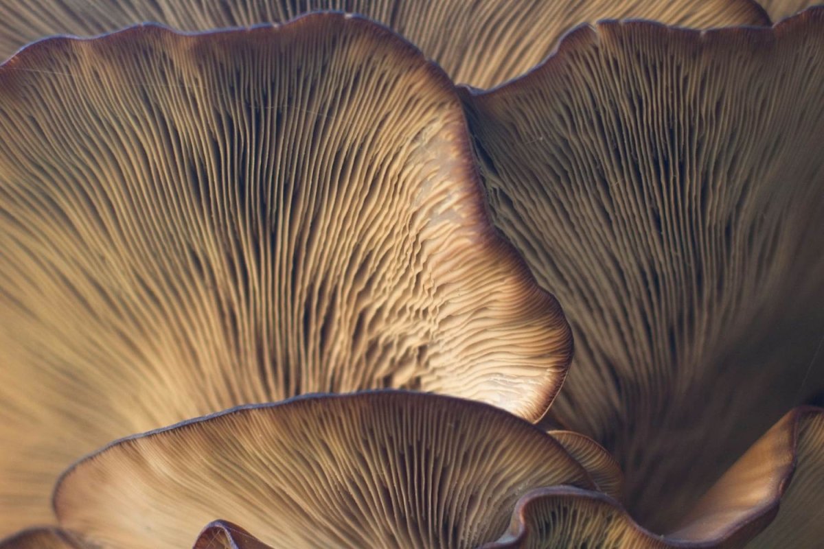 4-PrO-MET vs. 4-HO-DMT (Psilocin): Gemeinsamkeiten und Unterschiede der beiden Tryptamine - MODERNmind | Psychedelics & Retreats für dein Wohlbefinden