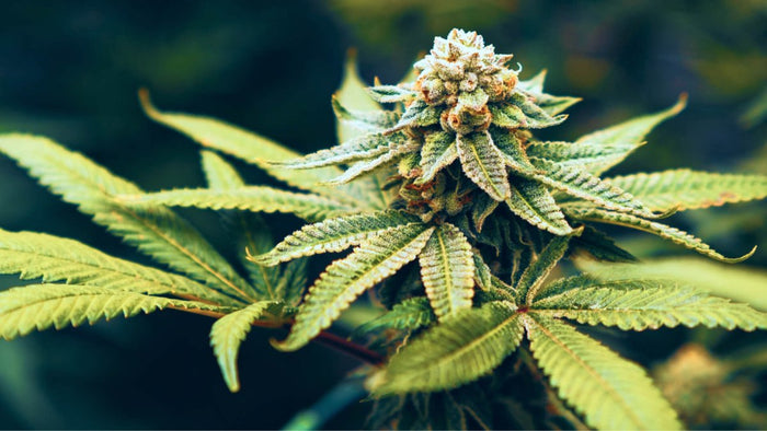 Die Wirkung von Cannabis – so reagiert dein Körper auf die Substanz - MODERNmind | Psychedelics & Retreats für dein Wohlbefinden