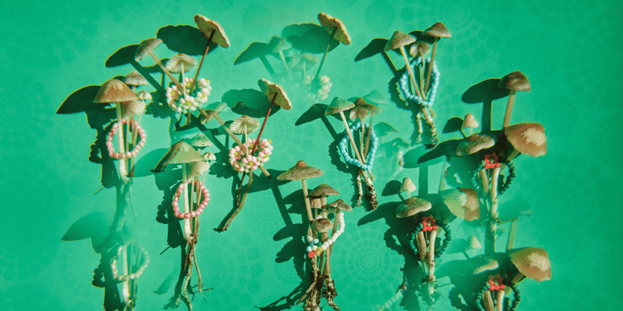 Die Zauberpilze zwischen Mythos und Wissenschaft - MODERNmind | Psychedelics & Retreats für dein Wohlbefinden