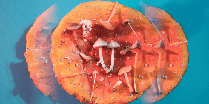 Fliegenpilz Microdosing - die Forschung über “Magic Mushrooms” - MODERNmind | Psychedelics & Retreats für dein Wohlbefinden