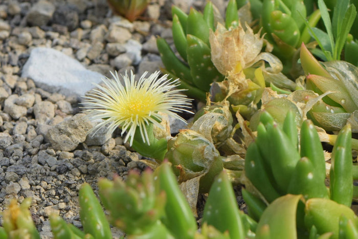 Kanna Erfahrungen – blühende Kanna-Pflanze (Sceletium tortuosum) mit sukkulenten Blättern