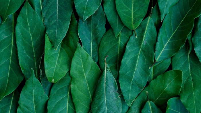 Kratom Wirkung – Alles zur Dosierung, Wirkungsdauer & mehr - MODERNmind | Psychedelics & Retreats für dein Wohlbefinden