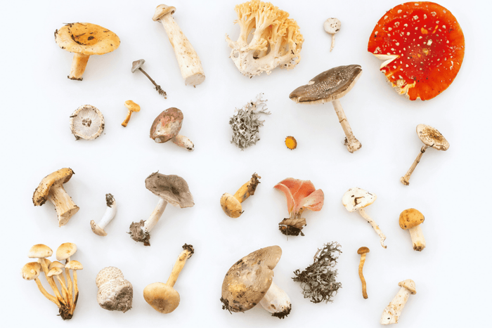 Microdosing mit Pilzen: Was steckt hinter dem neuen Trend? - MODERNmind | Psychedelics & Retreats für dein Wohlbefinden