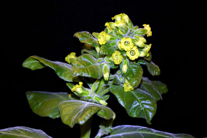 Rapé kaufen – blühender Mapacho-Tabak (Nicotiana rustica), Grundlage vieler Rapé-Mischungen