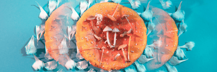 Psilocybin – der Wirkstoff der Magic Mushrooms - MODERNmind | Psychedelics & Retreats für dein Wohlbefinden