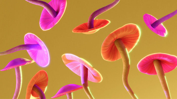 Wie lange sind psychedelische Pilze haltbar – und wie lange deren Wirkstoffe? - MODERNmind | Psychedelics & Retreats für dein Wohlbefinden