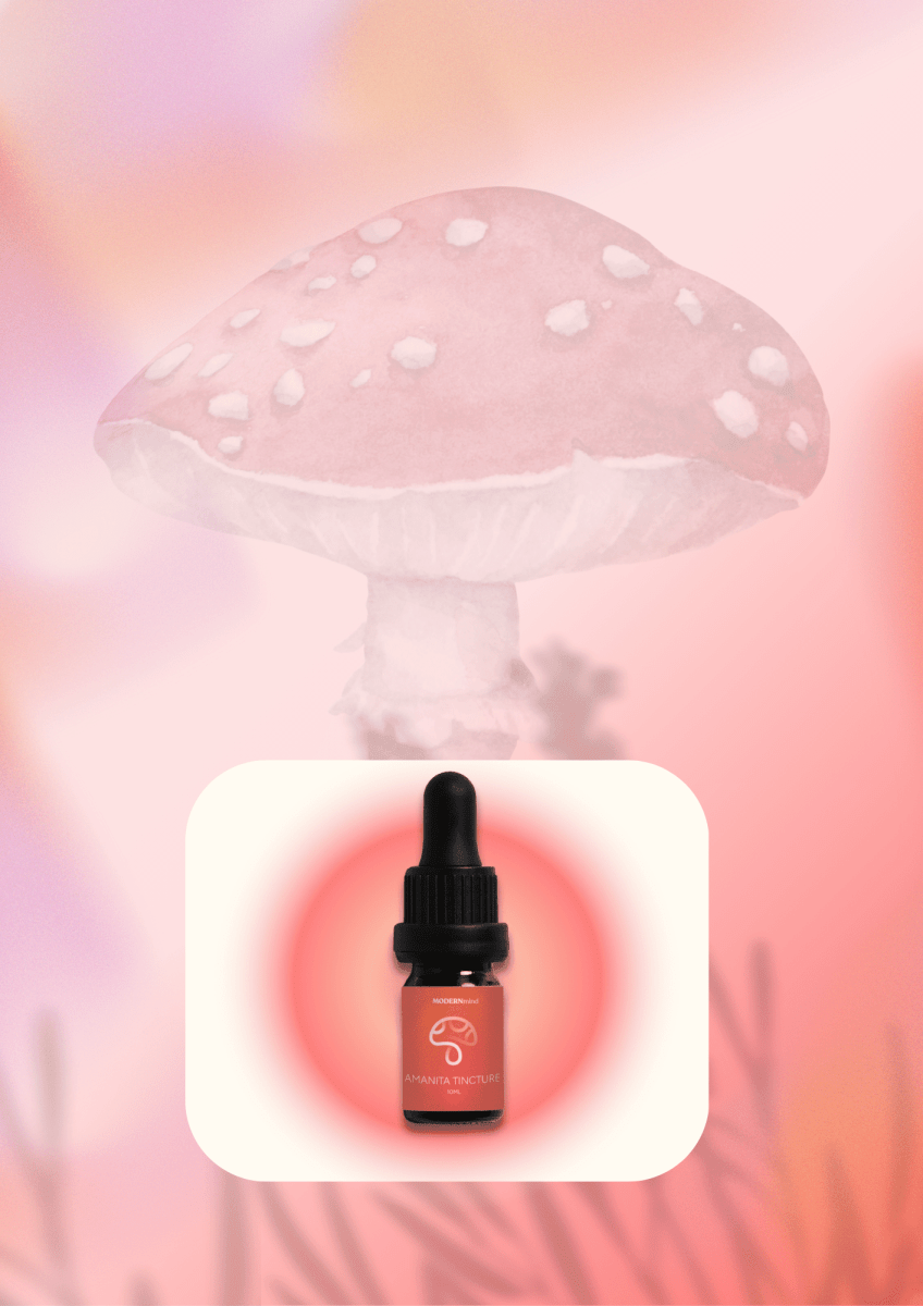 Fliegenpilz - MODERNmind | Psychedelics & Retreats für dein Wohlbefinden