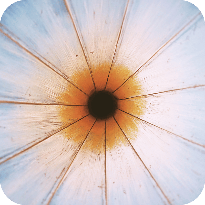 3-fpo rita alternative für mehr fokus kaufen